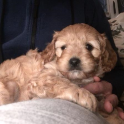 Past PetCloud client