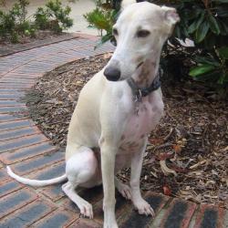 Past PetCloud client