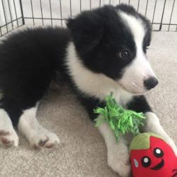 Past PetCloud client