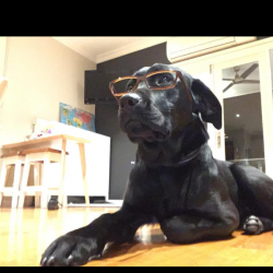 Past PetCloud client