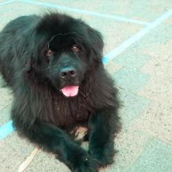 Past PetCloud client