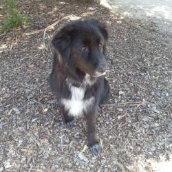 Past PetCloud client