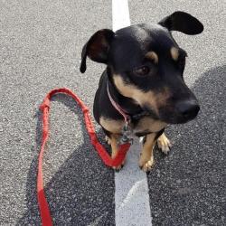 Past PetCloud client