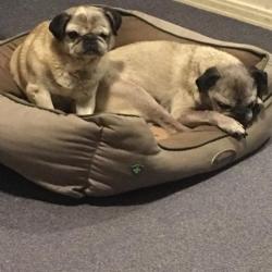 Past PetCloud client