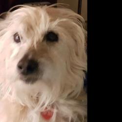 Past PetCloud client