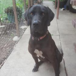 Past PetCloud client