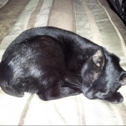 Past PetCloud client