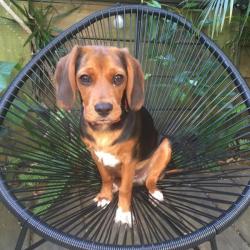 Past PetCloud client