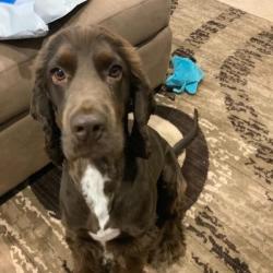 Past PetCloud client