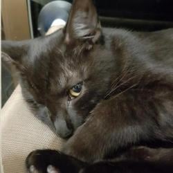 Past pet care client of Yaroslava in Runcorn, QLD