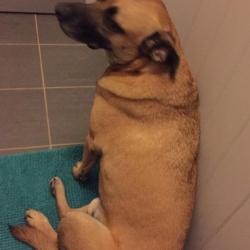 Past PetCloud client