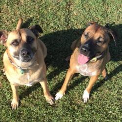 Past PetCloud client