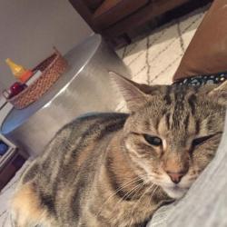 Past PetCloud client