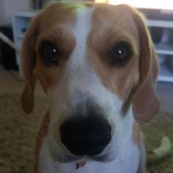 Past PetCloud client