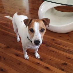 Past PetCloud client