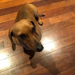 Past PetCloud client