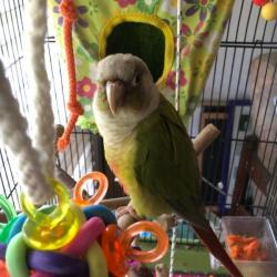 Past PetCloud client