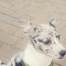 Past PetCloud client