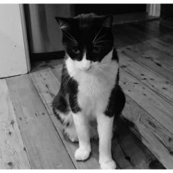 Past PetCloud client