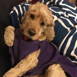 Past PetCloud client