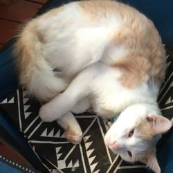 Past PetCloud client