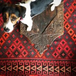 Past PetCloud client