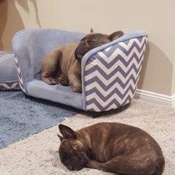 Past PetCloud client