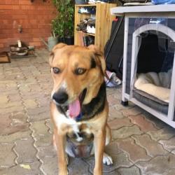 Past PetCloud client