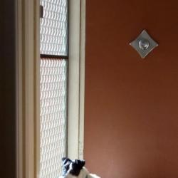 Past PetCloud client