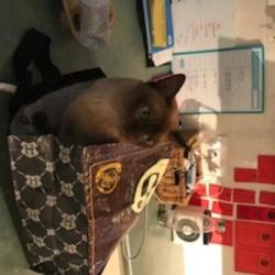 Past PetCloud client