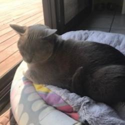 Past PetCloud client