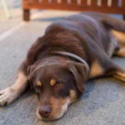 Past PetCloud client