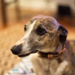 Past PetCloud client