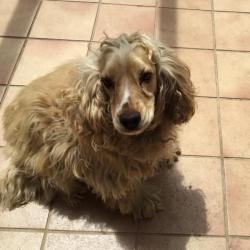 Past PetCloud client