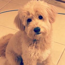 Past PetCloud client