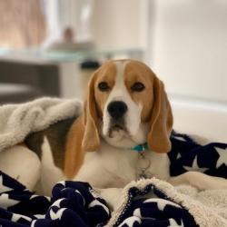 Past PetCloud client