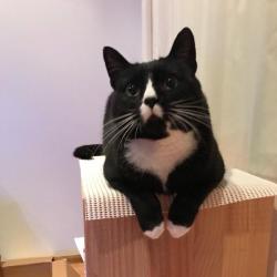 Past PetCloud client