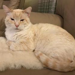 Past PetCloud client