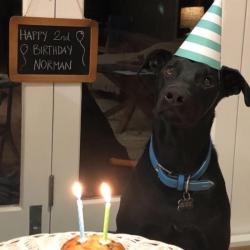 Past PetCloud client