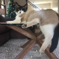 Past PetCloud client