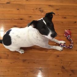 Past PetCloud client