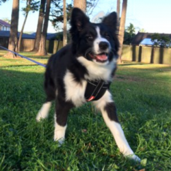 Past PetCloud client