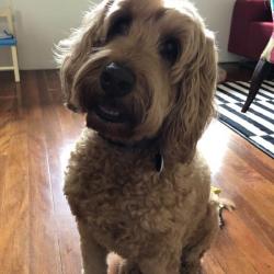 Past PetCloud client