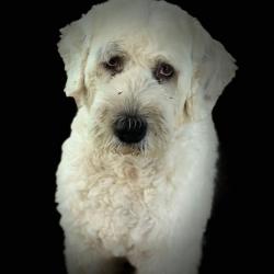 Past PetCloud client