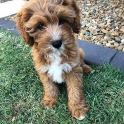 Past PetCloud client