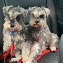 Past PetCloud client