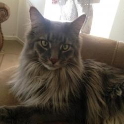 Past PetCloud client