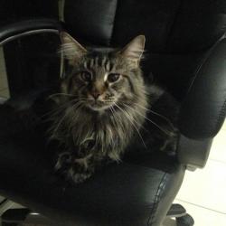 Past PetCloud client