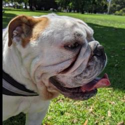 Past PetCloud client