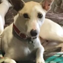 Past PetCloud client